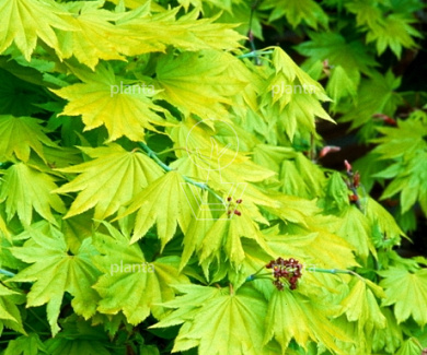 Acer shirasawanum 'Aureum'