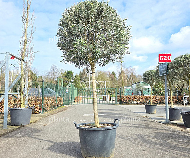 halfstamboom, bolvorm, kroondiameter 80-100cm, pot 70 liter