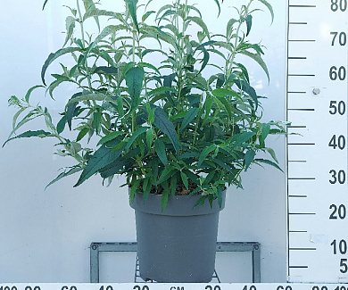  80- 100, C12        