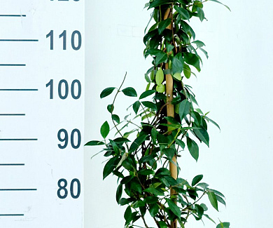 175 tot 200 cm hoog, gestokt, pot 5 liter