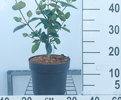  40- 50, C5         
