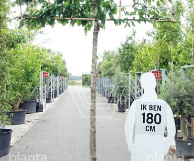 hoogstam leiboom, stamomtrek 16-18cm, rek 180x120cm, in pot