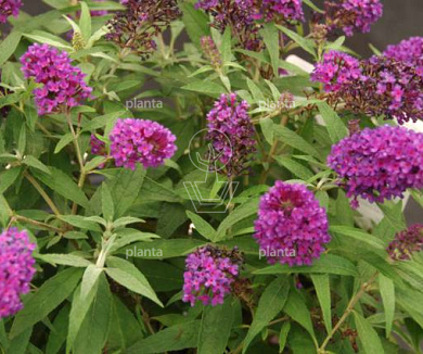 Buddleja davidii 'Little Purple'