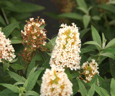 Buddleja davidii 'Little White'