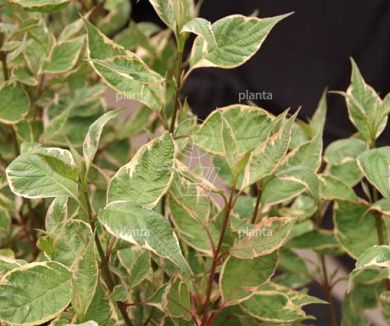 Cornus alba 'Miracle'