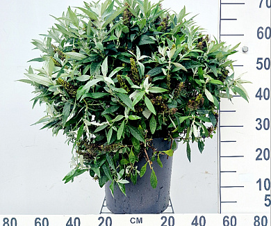  60- 80, C12        