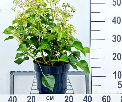  50- 60, C5         