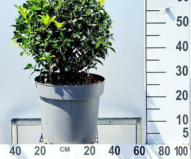 bol, diameter minimaal 40 cm, pot 12 cm