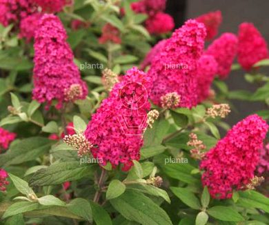 Buddleja davidii Butterfly Candy Little Ruby