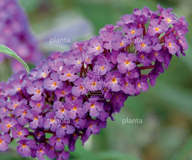 Buddleja davidii Buzz 'Pink Purple'