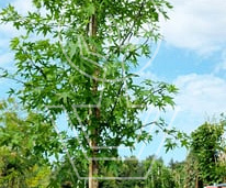 hoogstamboom, stamomtrek 14-16 cm, in pot