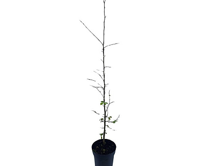 40 tot 60 cm hoog, pot 3 liter