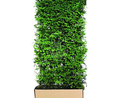 Quick Hedge HAAGELEMENT (L)100x(H)200