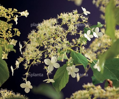 60 tot 80 cm hoog, pot 3 liter