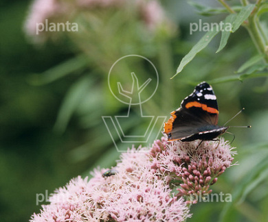 Eupatorium cannabinum