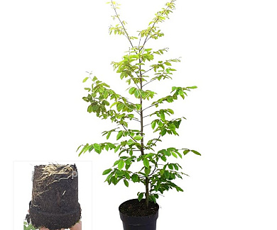 125 tot 150 cm hoog, pot 4 liter