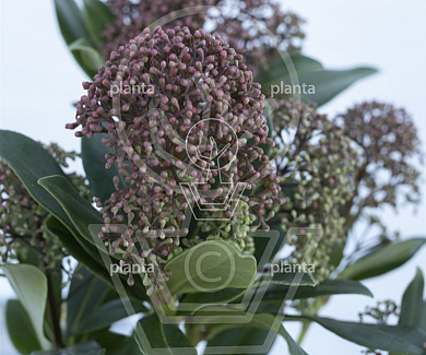 Skimmia japonica 'Rubesta Jos'