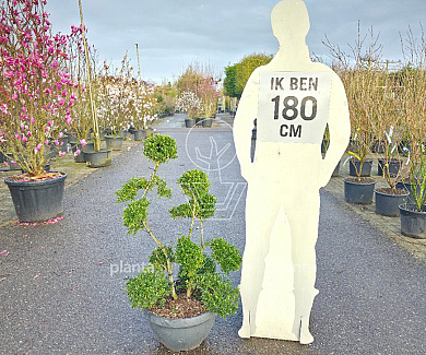 bonsaivorm, 80 tot 100 cm hoog, in pot