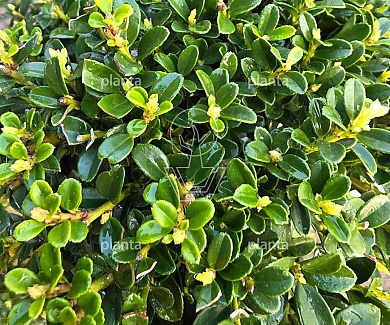 bonsaivorm, 80 tot 100 cm hoog, in pot