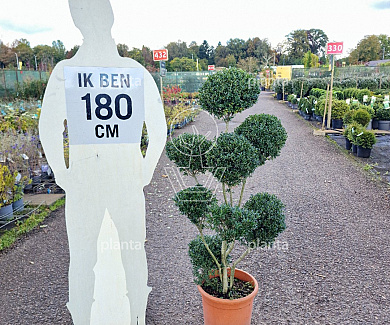 pompon, 80 tot 100 cm hoog, in pot