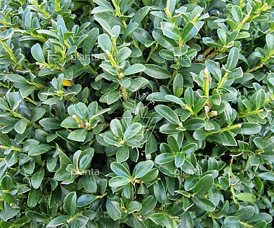 pompon, 80 tot 100 cm hoog, in pot