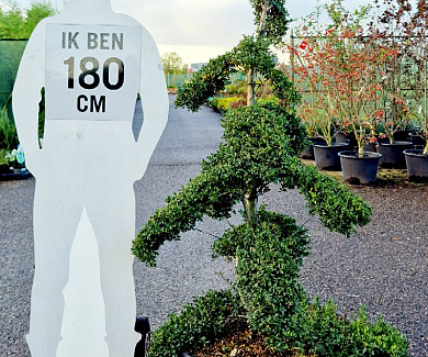 140-160, CONT, BONSAI