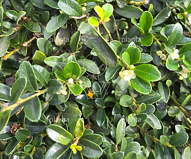 bonsaivorm, 140 tot 160 cm hoog, in pot