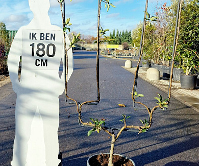 u-vormige lage leiboom, 150 tot 175 cm hoog, in pot