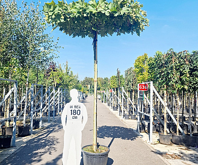 hoogstam dakboom, stamomtrek 20-25cm, rek 150x150cm, in pot