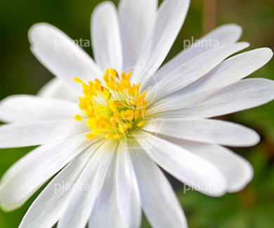 Anemone blanda 'White Splendour'