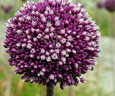 Allium 'Summer Drummer'