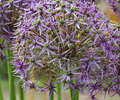 Allium 'Violet Beauty'