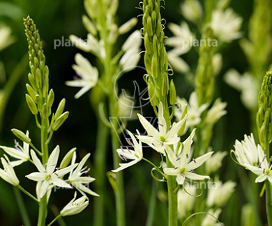 Camassia leichtlinii 'Alba'