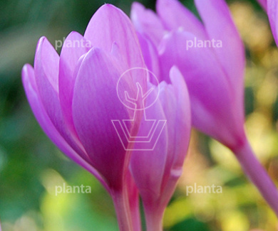 Colchicum autumnale
