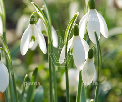 Galanthus nivalis