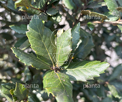 175 tot 200 cm hoog, meerstammig, in pot