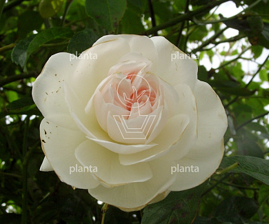 Rosa (K) 'Climbing Snow Princess'