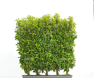 Meeneemhaag 100cm lang x 100 tot 125cm hoog