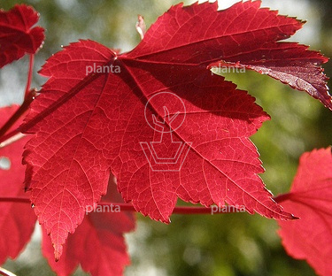 Acer rubrum 'October Glory'