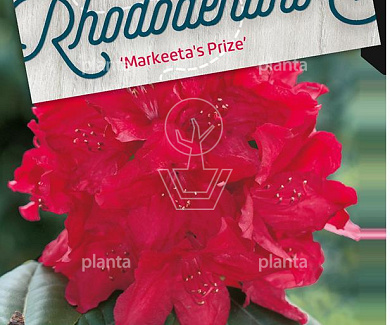 Rhododendron 'Markeeta's Prize'