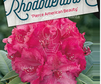 Rhododendron 'Pearce's American Beauty'