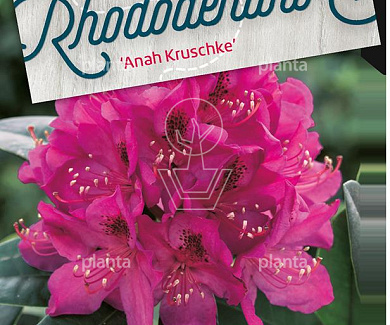 Rhododendron 'Anah Kruschke'
