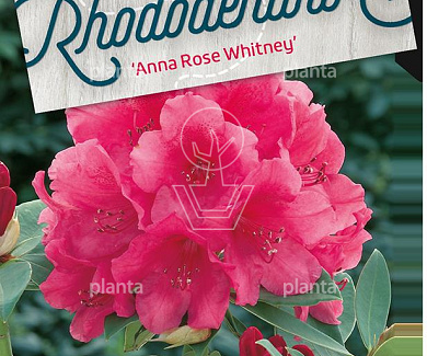 Rhododendron 'Anna Rose Whitney'