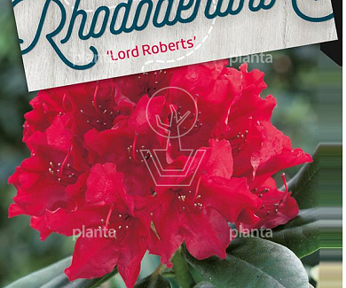 Rhododendron 'Lord Roberts'