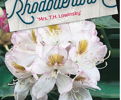 Rhododendron 'Mrs T.H. Lowinsky'