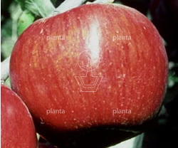 Malus domestica 'Rode Jonathan'