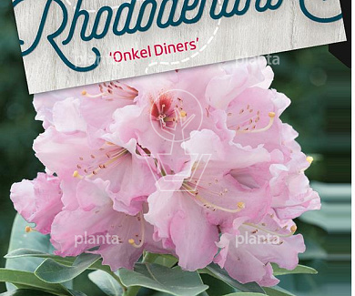Rhododendron 'Onkel Dines'