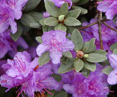 Rhododendron 'Ramapo'