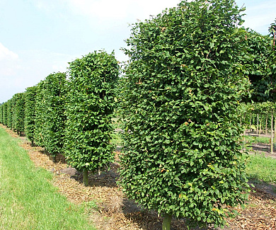 Lage lei, stam50cm, mjr rek 160x250cm, stamomtr 25-30cm, drkl