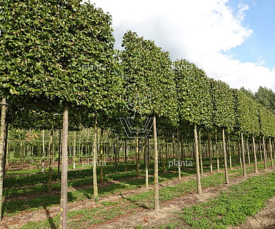 Leiboom, stamomtr25-30cm, drkluit,meerjarig rek160cm, stamh.210cm